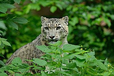 专心打磨！ Embark表示《ARC Raiders》在发售前不会再进行测试